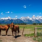 Grand Teton Horses