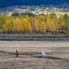 Grand Teton Horses