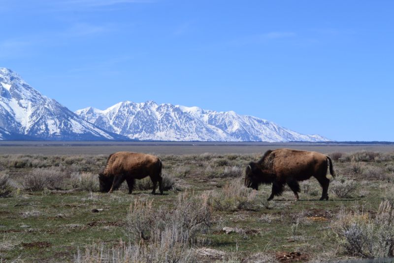 Grand Teton National Park