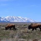 Grand Teton National Park