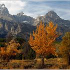 Grand Teton NP # 13