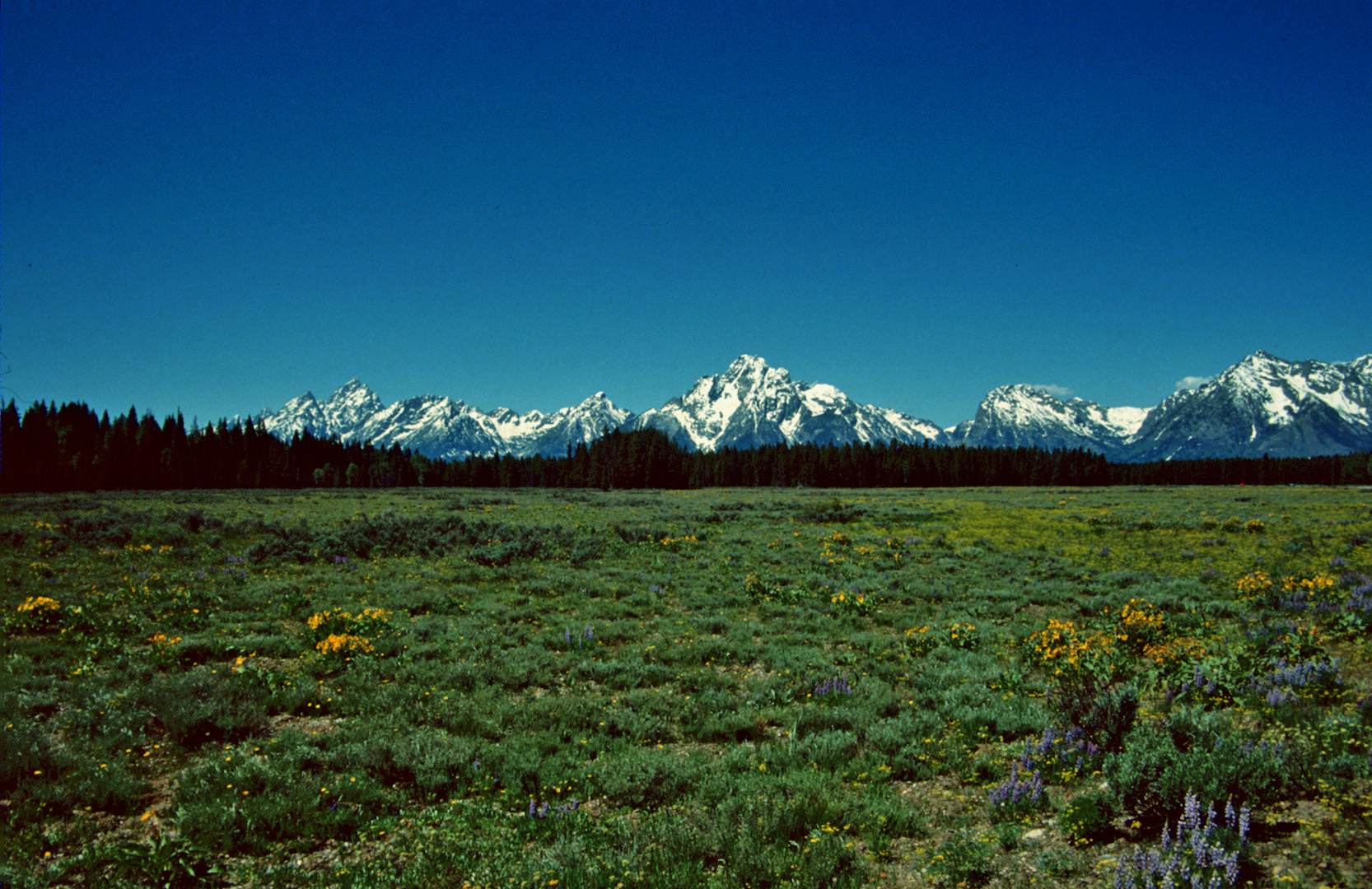 Grand Teton N.P., WY 1993 (4)