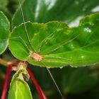 Grandaddy Long Legs on Begonia