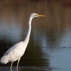 Grande aigrette