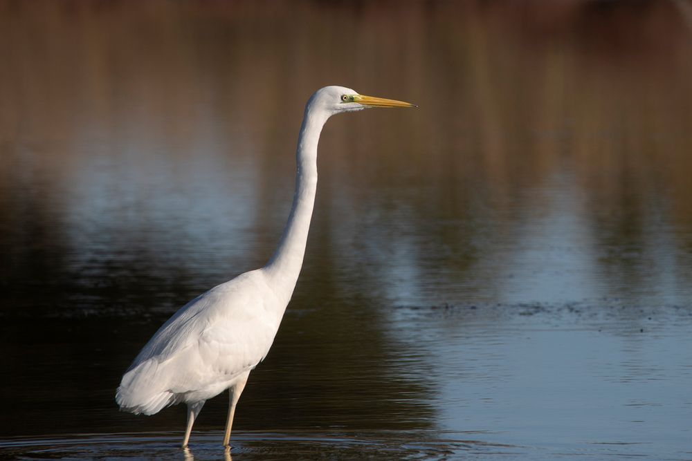 Grande aigrette