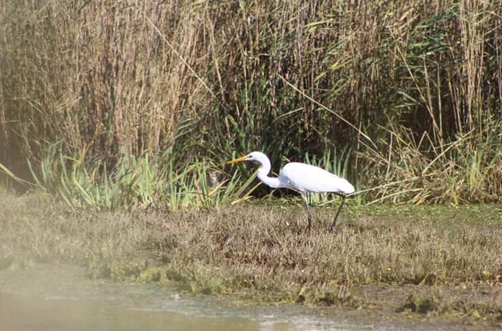 Grande aigrette 