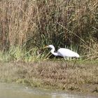 Grande aigrette 