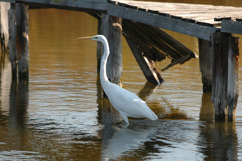 grande aigrette