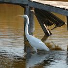 grande aigrette