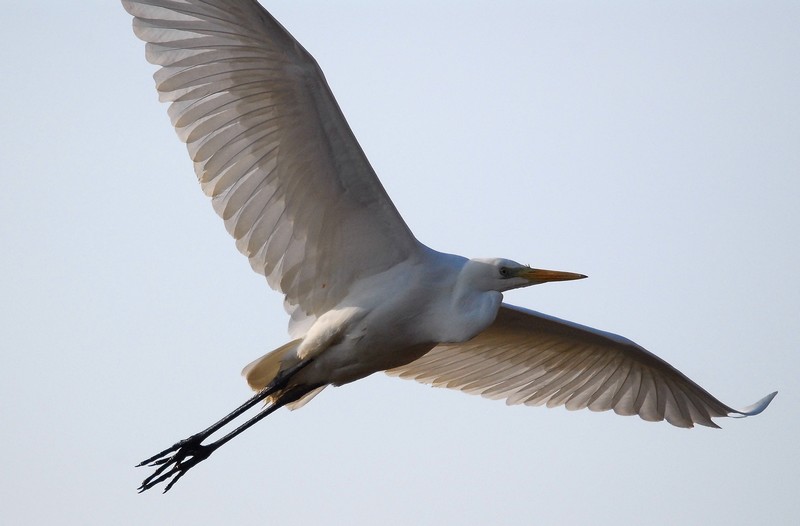 Grande aigrette