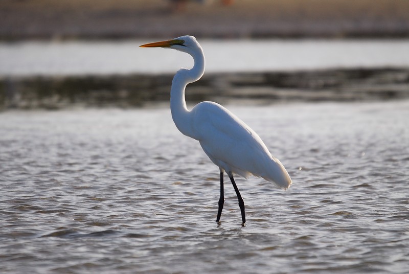 Grande aigrette