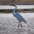 Grande aigrette