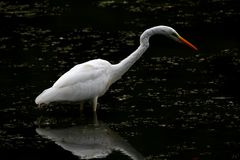 " Grande aigrette "