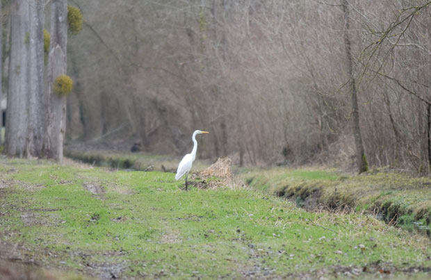 Grande Aigrette