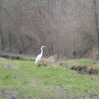 Grande Aigrette