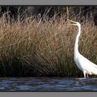 Grande aigrette