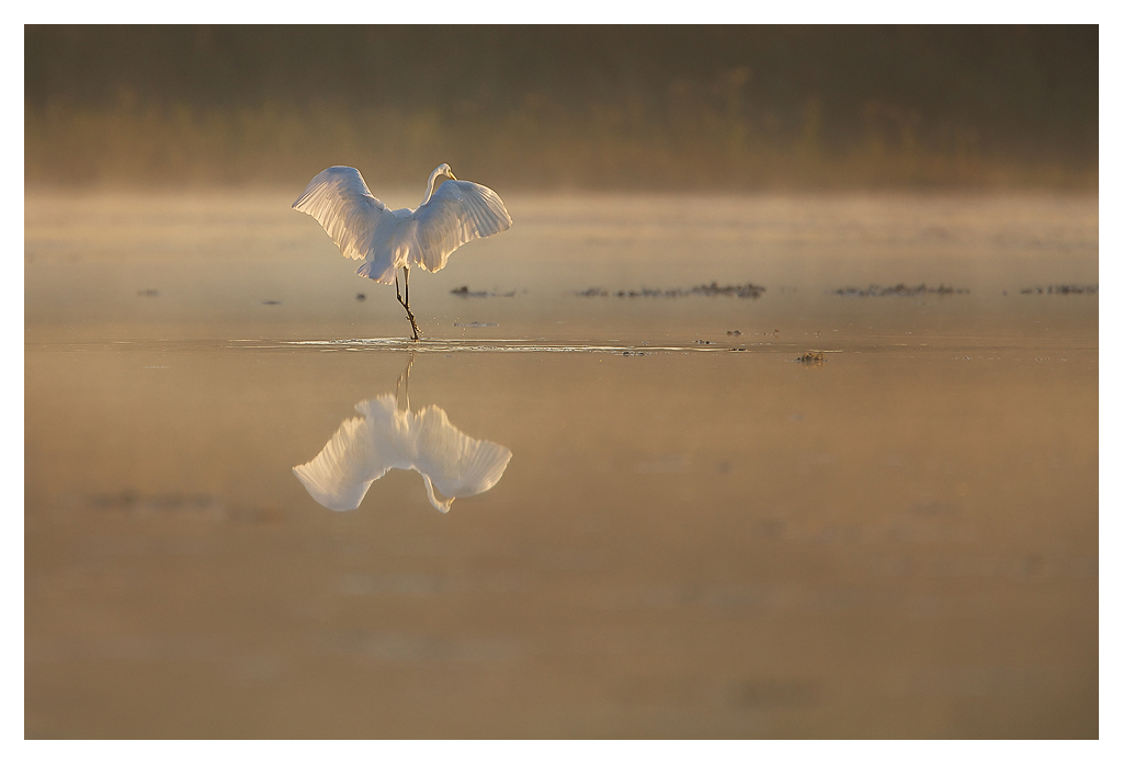 Grande aigrette