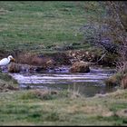 Grande aigrette