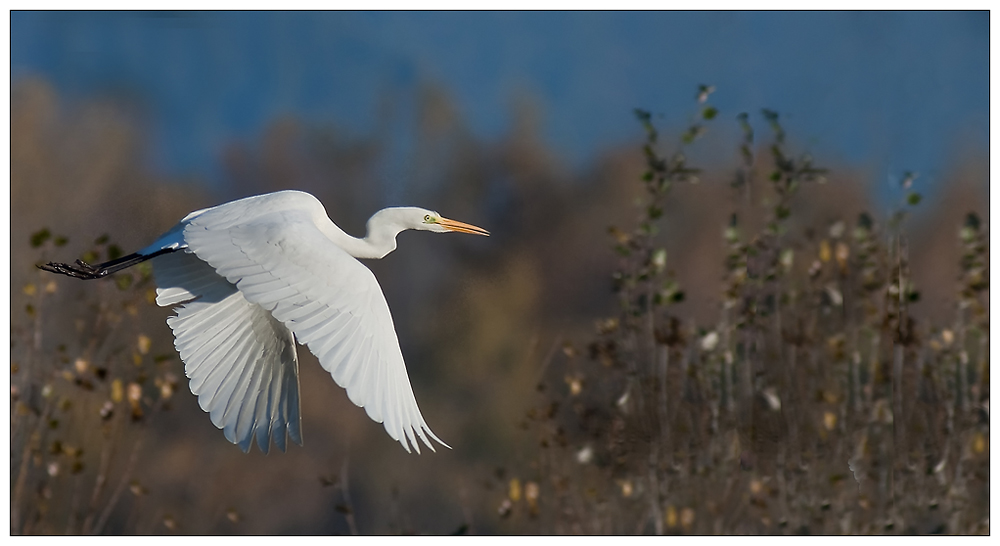 Grande aigrette