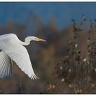 Grande aigrette