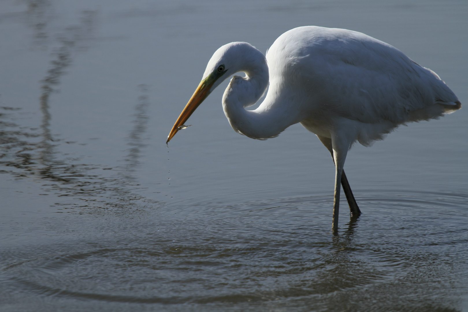 Grande aigrette