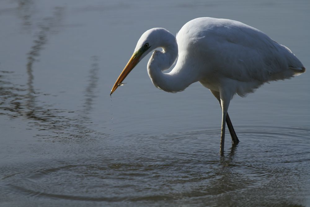 Grande aigrette