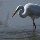 Grande aigrette