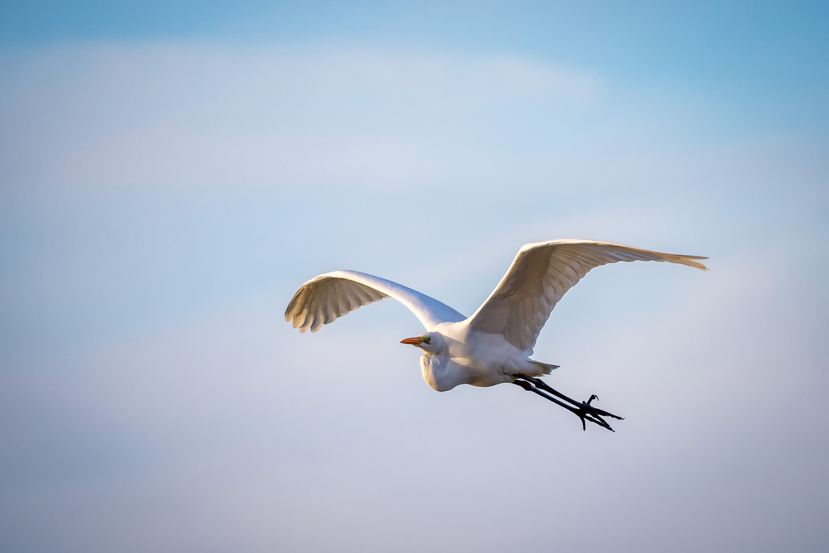 Grande aigrette