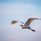 Grande aigrette