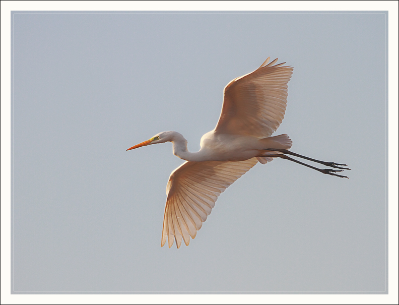 Grande Aigrette