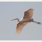 Grande Aigrette