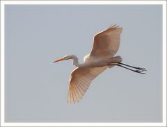 Grande Aigrette