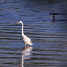 Grande aigrette