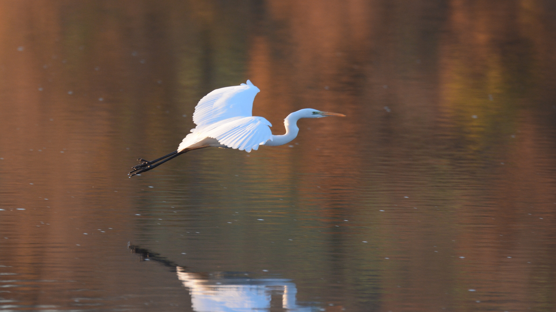 Grande aigrette