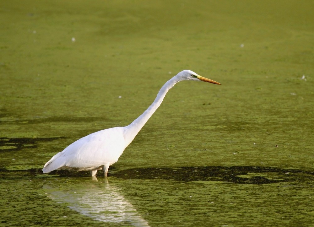 Grande Aigrette