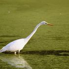 Grande Aigrette