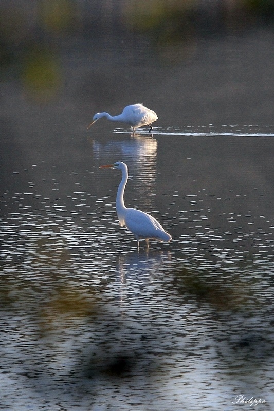 Grande aigrette