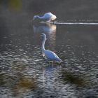 Grande aigrette