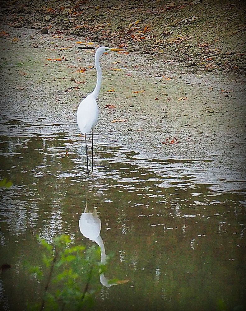 Grande aigrette à l’étang