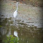 Grande aigrette à l’étang