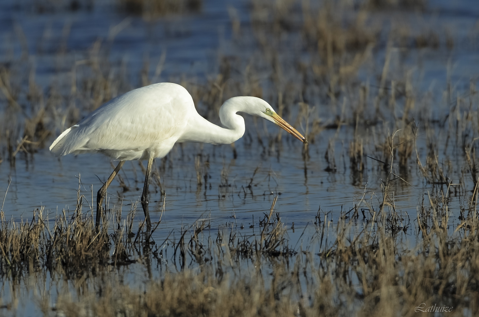 Grande aigrette à Terres d'oiseaux.