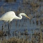 Grande aigrette à Terres d'oiseaux.