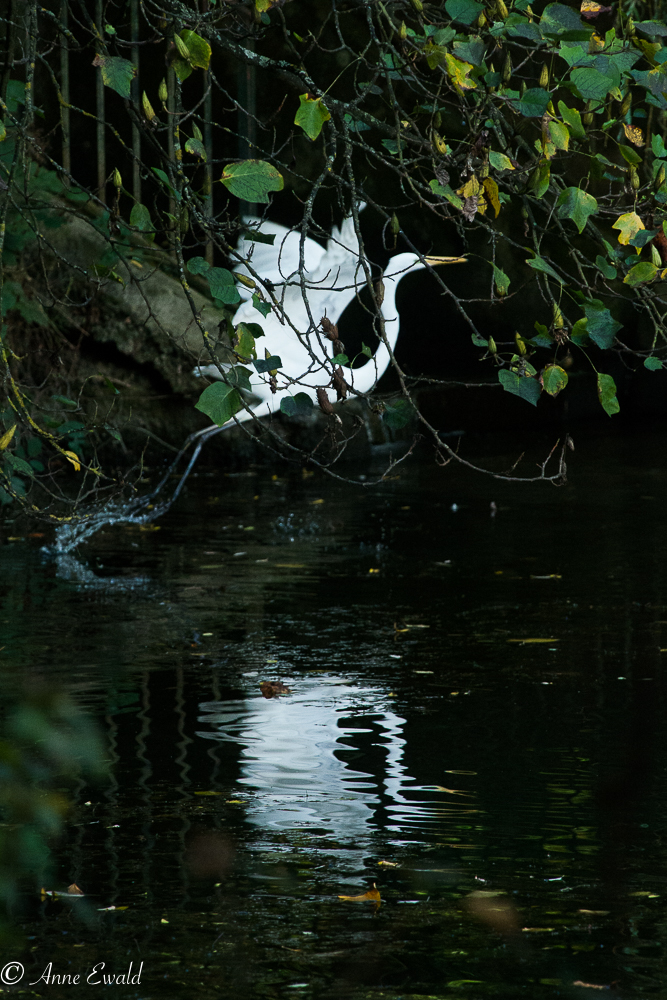 Grande aigrette