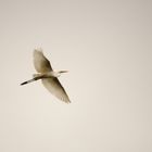 Grande Aigrette au marais de Condette