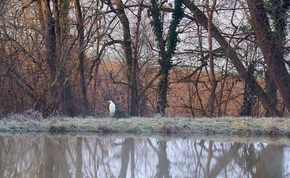 Grande aigrette aux aguets