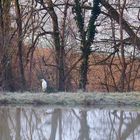 Grande aigrette aux aguets