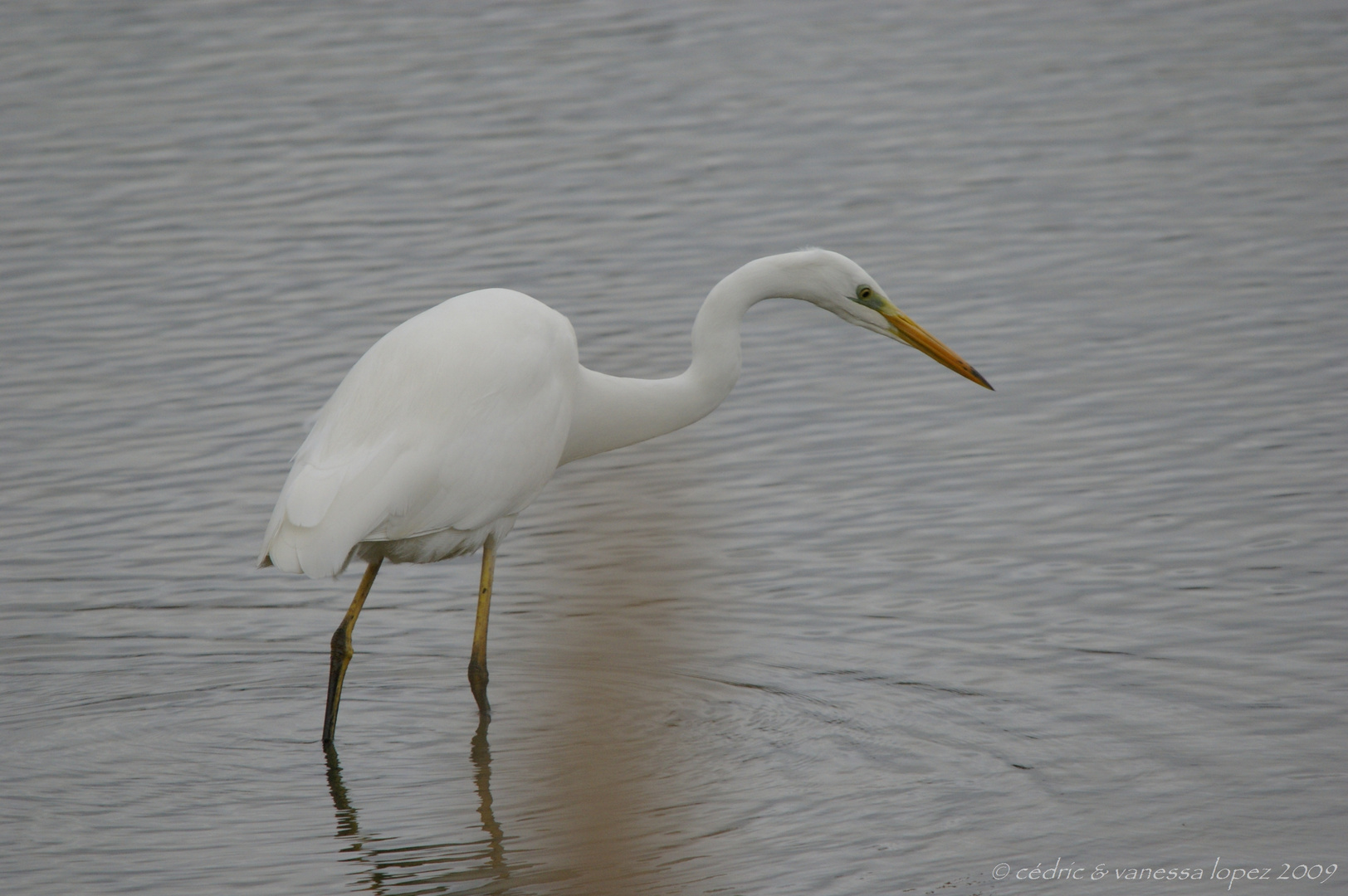 Grande aigrette aux aguets 2