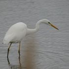 Grande aigrette aux aguets 2