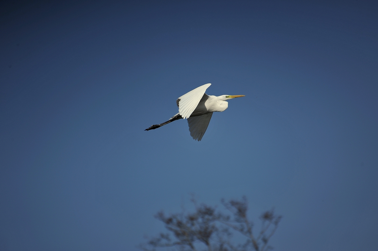 Grande Aigrette aux étangs de Chapelle Volant.