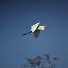 Grande Aigrette aux étangs de Chapelle Volant.